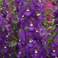 Archangel™ Purple Angelonia