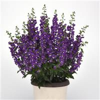 Archangel™ Purple Angelonia