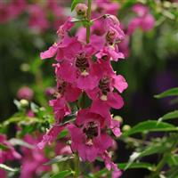 Archangel™ Raspberry Angelonia