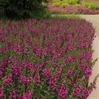 Archangel™ Raspberry Angelonia