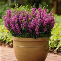 Archangel™ Raspberry Angelonia