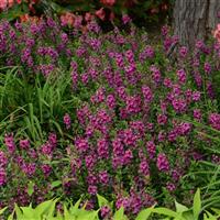 Archangel™ Raspberry Angelonia