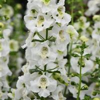 Archangel™ White Angelonia