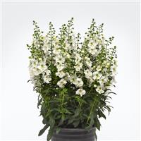 Archangel™ White Angelonia