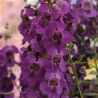 Archangel™ Dark Purple Angelonia