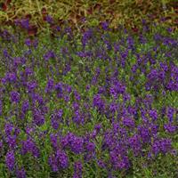 Archangel™ Dark Purple Angelonia