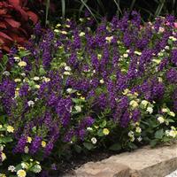 Archangel™ Dark Purple Angelonia