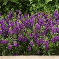 Archangel™ Dark Purple Angelonia