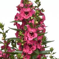 Archangel™ Dark Rose Angelonia