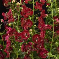 Archangel™ Ruby Sangria Angelonia