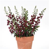 Archangel™ Ruby Sangria Angelonia