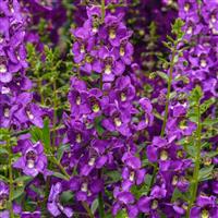 Guardian Angel™ Blue Angelonia