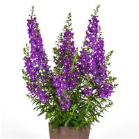 Guardian Angel™ Blue Angelonia