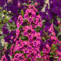 Guardian Angel™ Berry Sparkler Angelonia