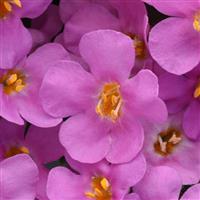 MegaCopa™ Pink Bacopa