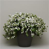 MegaCopa™ White Bacopa