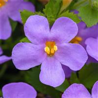 MegaCopa™ Blue Improved Bacopa