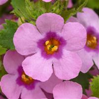 MegaCopa™ Dark Pink Bacopa