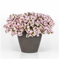 Versa™ Appleblossom Bacopa