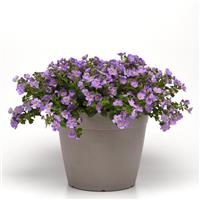 Versa™ Blue Bacopa