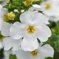 Versa™ White Improved Bacopa