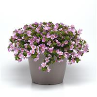 Versa™ Pink Shine Bacopa