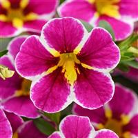 Cha-Cha™ Electric Pink Calibrachoa