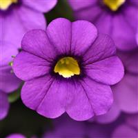 Cha-Cha™ Lavender Calibrachoa