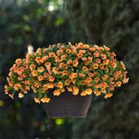 Cha-Cha™ Tangerine Calibrachoa