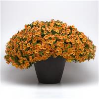 Cha-Cha™ Tangerine Calibrachoa