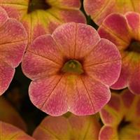 Cha-Cha™ Diva Apricot Calibrachoa