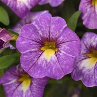 Cha-Cha™ Diva Lavender Calibrachoa