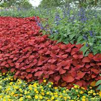 Campfire Coleus