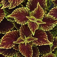 Coleosaurus Coleus