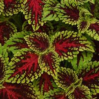 Dragon Heart Coleus