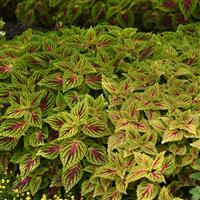 Dragon Heart Coleus