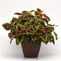 Dragon Heart Coleus