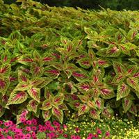 Dragon Heart Coleus