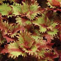 Henna Coleus