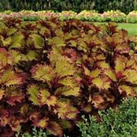 Henna Coleus