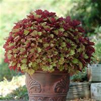 Henna Coleus