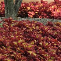 Henna Coleus