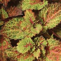 Indian Summer Coleus