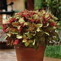 Indian Summer Coleus