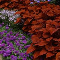 Inferno Coleus