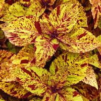 Marble Mania Coleus