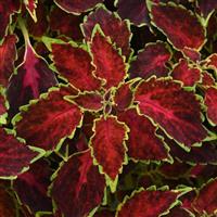 Ruby Punch Coleus