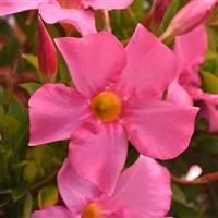 Tropica™ Modesto Pink Dipladenia