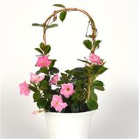 Tropica™ Modesto Pink Dipladenia