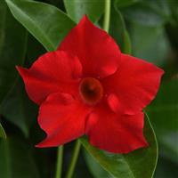 Tropica™ Modesto Red Dipladenia